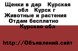 Щенки в дар - Курская обл., Курск г. Животные и растения » Отдам бесплатно   . Курская обл.